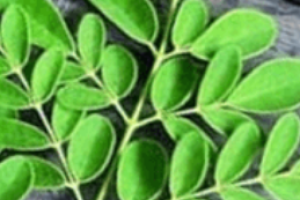 moringa 1